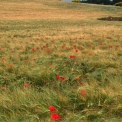 2011 06 05_2996_edited-2