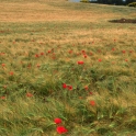 2011 06 05_2996_edited-2