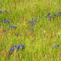 DSC_3417_edited-2