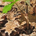 DSC_0017_edited-5