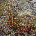 DSC_0556_edited-2