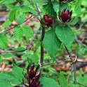 DSC_6474_edited-2