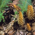 Squaw Root_edited-2