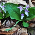 f-dr-shmunk-looking-glass-rock-2011-04-17_2149_ed2
