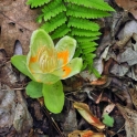 f-dr-shmunk-looking-glass-rock-2011-05-21_2534_ed2