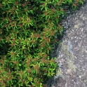 laurelandrock-1-ed2_