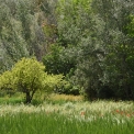 DSC_2468_edited-4