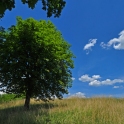 DSC_0265_edited-5